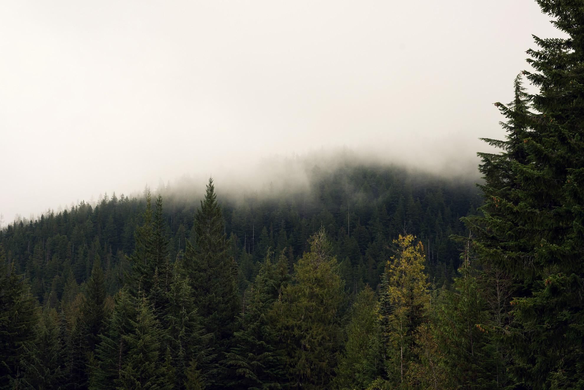 fog rolling through trees on mountain