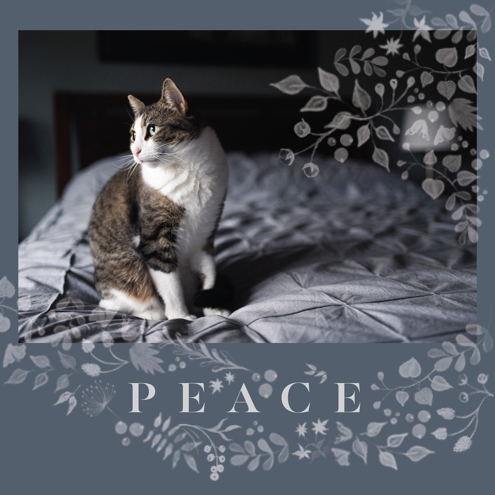 grey and white cat on bed looking out window. peace written below image